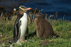 Gelbaugenpinguine