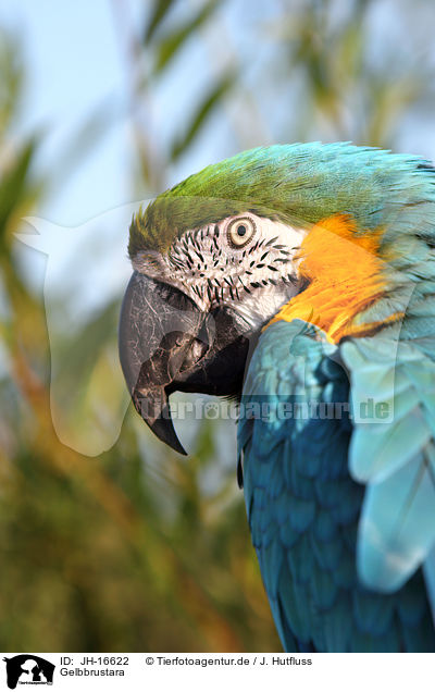 Gelbbrustara / blue and gold macaw / JH-16622