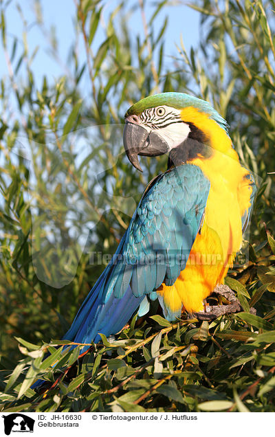 Gelbbrustara / blue and gold macaw / JH-16630