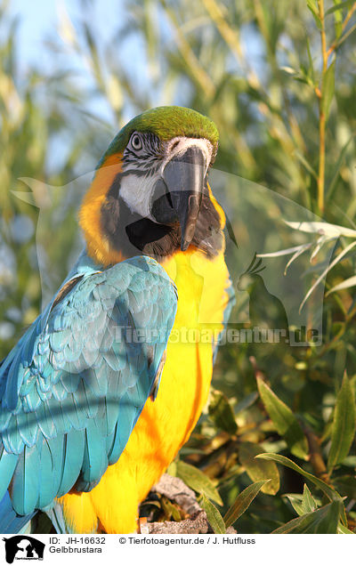 Gelbbrustara / blue and gold macaw / JH-16632