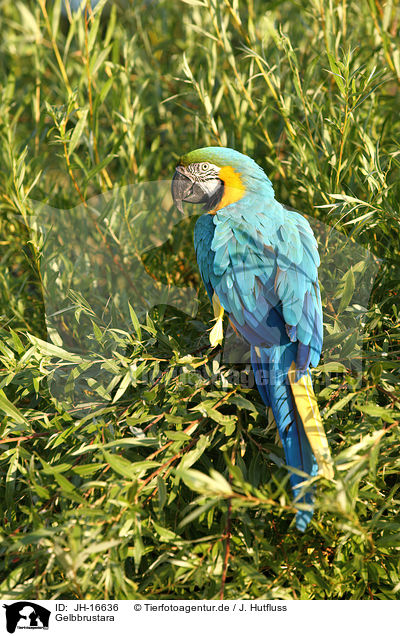 Gelbbrustara / blue and gold macaw / JH-16636