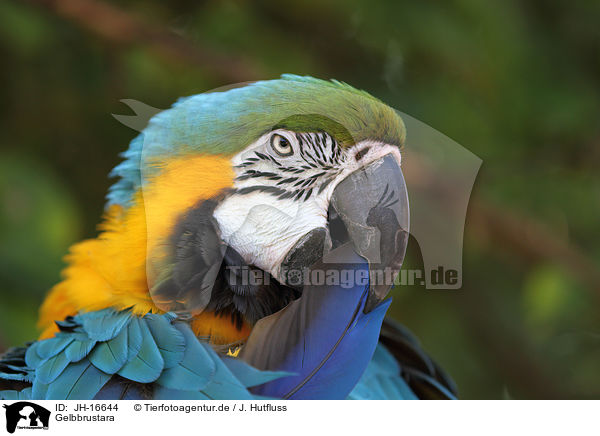 Gelbbrustara / blue and gold macaw / JH-16644