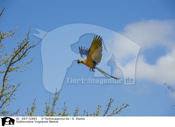 Gelbbrustara Vogelpark Marlow / SST-12883