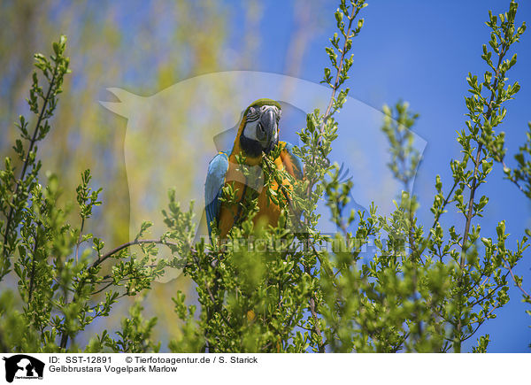 Gelbbrustara Vogelpark Marlow / blue and gold macaw Bird Park Marlow / SST-12891