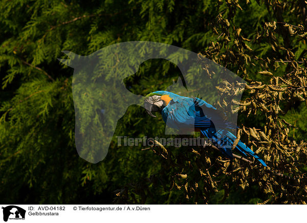 Gelbbrustara / blue and gold macaw / AVD-04182