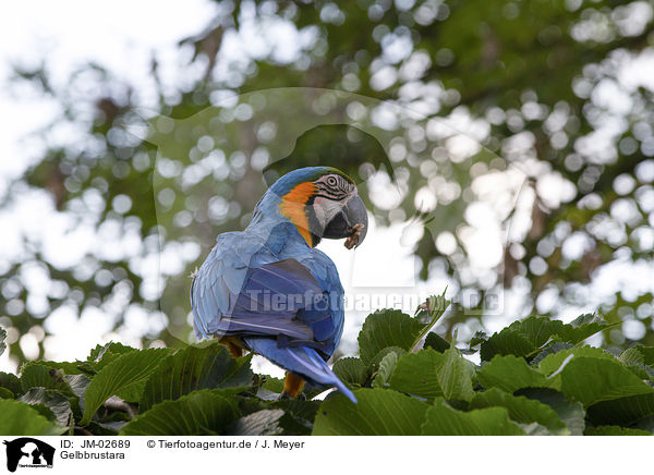 Gelbbrustara / blue and gold macaw / JM-02689