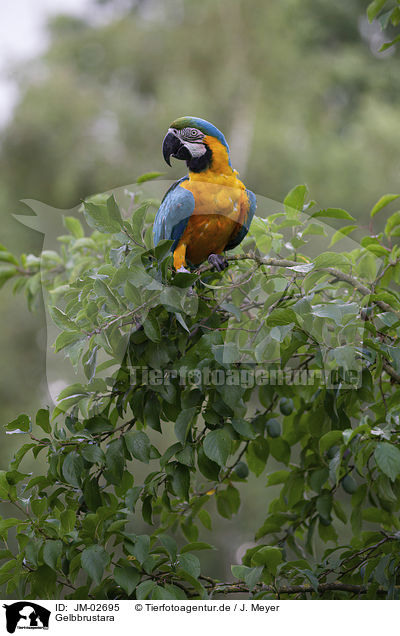 Gelbbrustara / blue and gold macaw / JM-02695