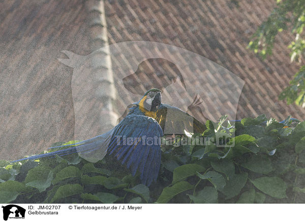 Gelbbrustara / blue and gold macaw / JM-02707