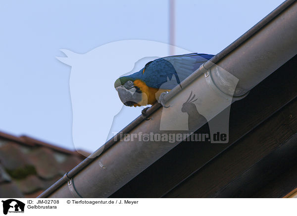 Gelbbrustara / blue and gold macaw / JM-02708