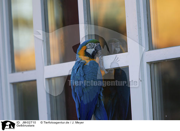 Gelbbrustara / blue and gold macaw / JM-02710