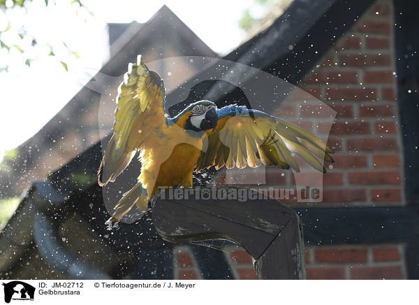 Gelbbrustara / blue and gold macaw / JM-02712