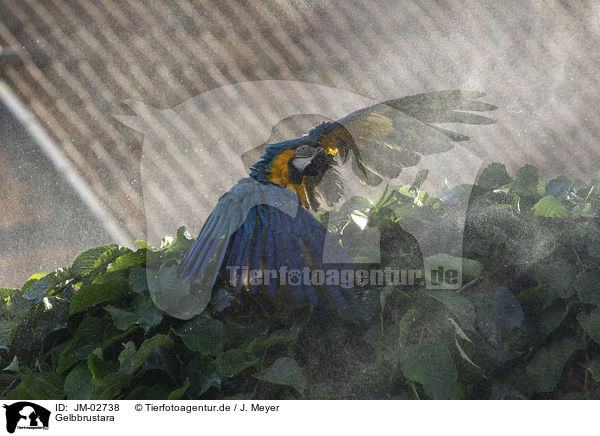 Gelbbrustara / blue and gold macaw / JM-02738