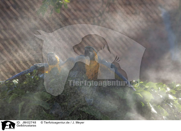 Gelbbrustaras / blue and gold macaws / JM-02748