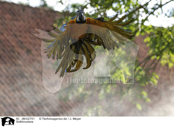 Gelbbrustara / blue and gold macaw / JM-02751