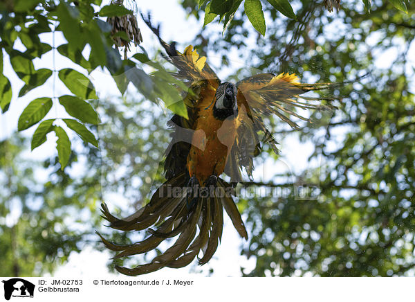 Gelbbrustara / blue and gold macaw / JM-02753