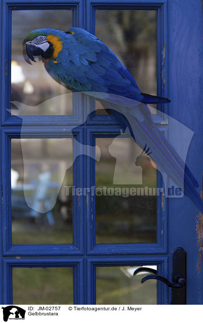 Gelbbrustara / blue and gold macaw / JM-02757
