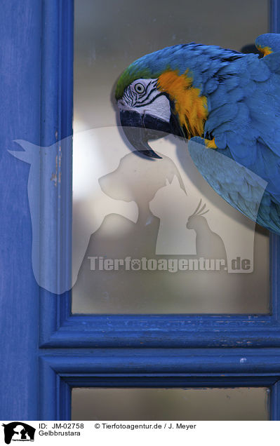 Gelbbrustara / blue and gold macaw / JM-02758