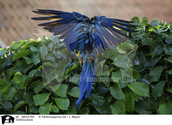 Gelbbrustara / blue and gold macaw / JM-02760