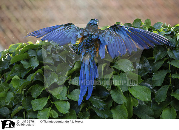 Gelbbrustara / blue and gold macaw / JM-02761