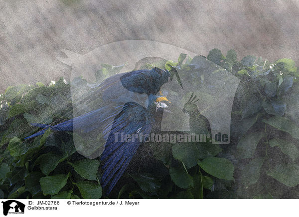 Gelbbrustara / blue and gold macaw / JM-02766