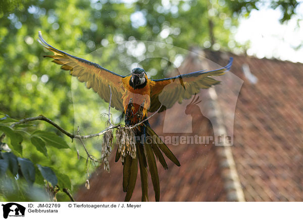 Gelbbrustara / blue and gold macaw / JM-02769