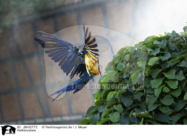 Gelbbrustara / blue and gold macaw / JM-02773
