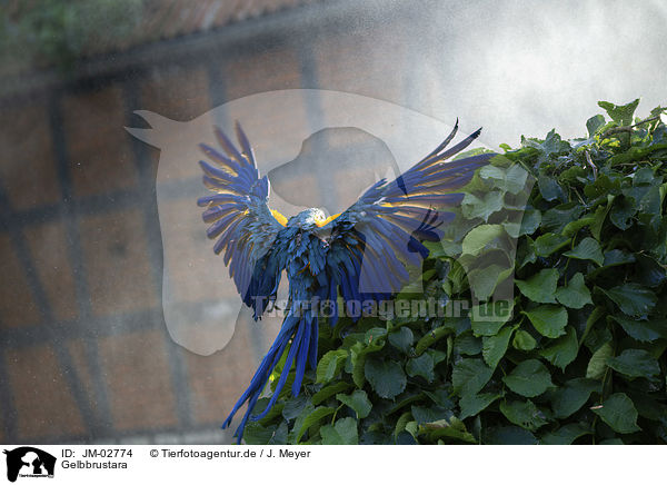 Gelbbrustara / blue and gold macaw / JM-02774