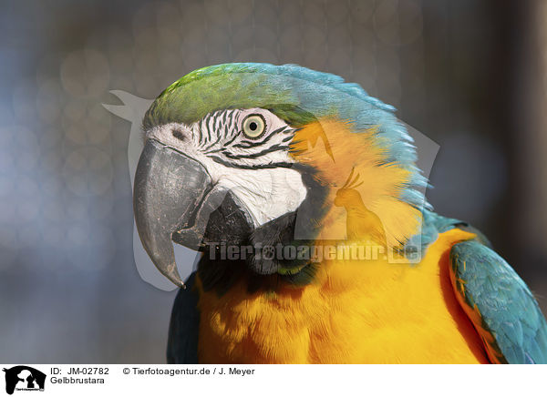 Gelbbrustara / blue and gold macaw / JM-02782