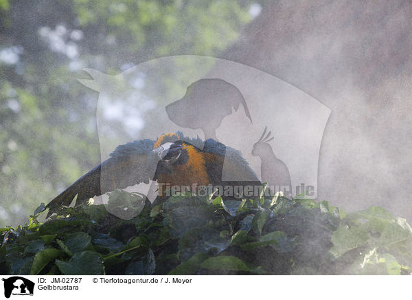 Gelbbrustara / blue and gold macaw / JM-02787