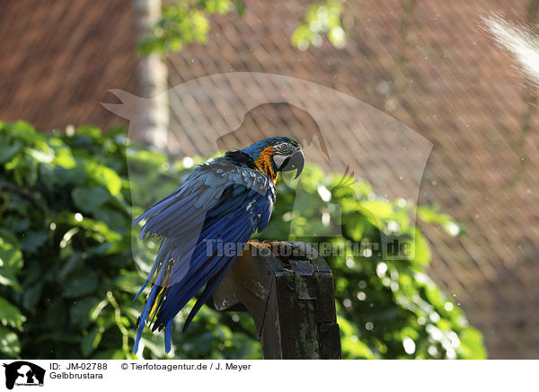 Gelbbrustara / blue and gold macaw / JM-02788