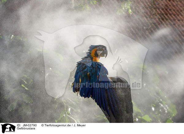 Gelbbrustara / blue and gold macaw / JM-02790