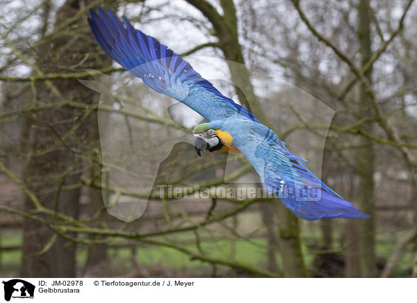 Gelbbrustara / blue and gold macaw / JM-02978