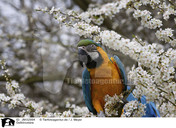 Gelbbrustara / JM-02994