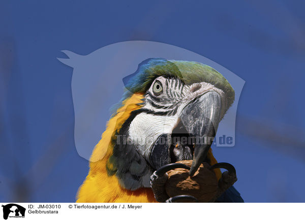 Gelbbrustara / blue and gold macaw / JM-03010