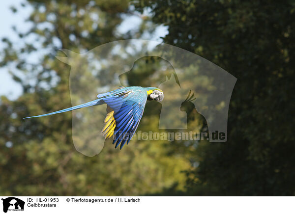 Gelbbrustara / blue and gold macaw / HL-01953