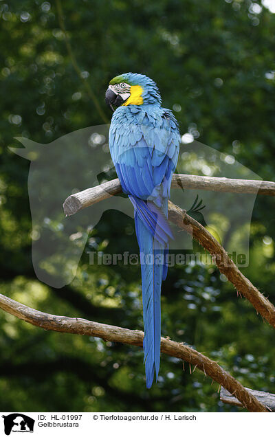 Gelbbrustara / blue and gold macaw / HL-01997