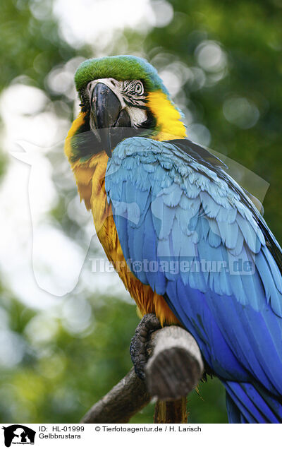 Gelbbrustara / blue and gold macaw / HL-01999