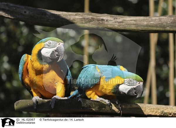Gelbbrustaras / blue and gold macaws / HL-02067