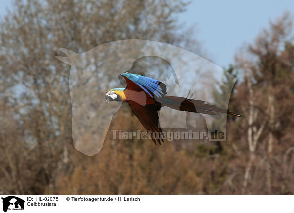Gelbbrustara / blue and gold macaw / HL-02075