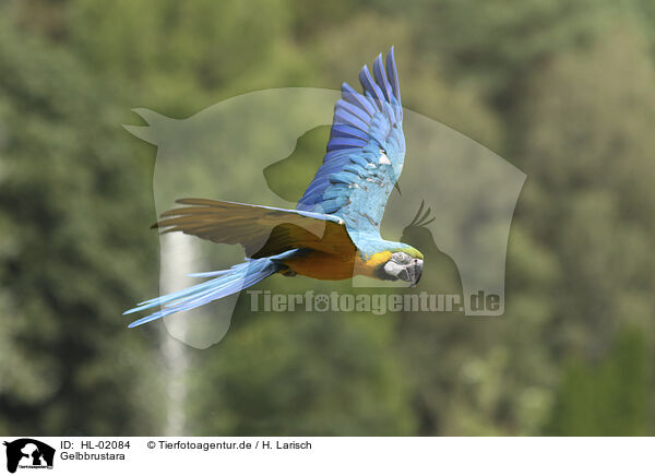 Gelbbrustara / blue and gold macaw / HL-02084