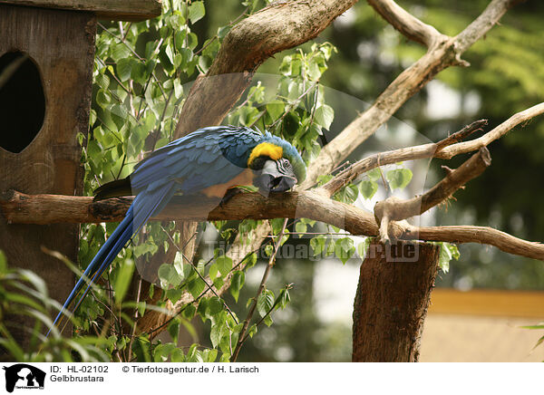 Gelbbrustara / blue and gold macaw / HL-02102