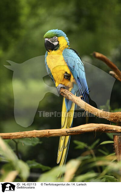 Gelbbrustara / blue and gold macaw / HL-02113