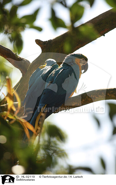 Gelbbrustaras / blue and gold macaws / HL-02119