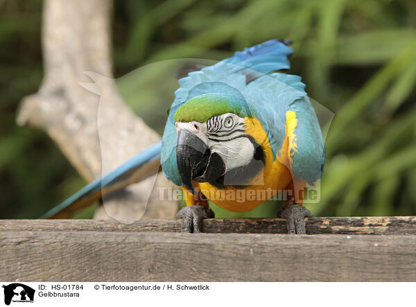 Gelbbrustara / blue and gold macaw / HS-01784