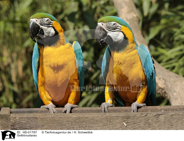 Gelbbrustaras / blue and gold macaws / HS-01787