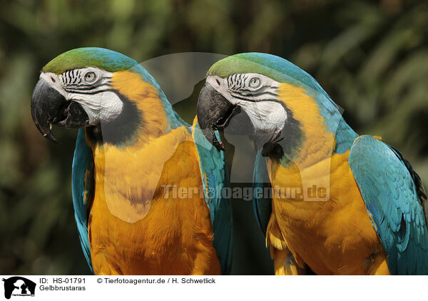 Gelbbrustaras / blue and gold macaws / HS-01791