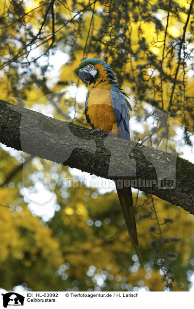 Gelbbrustara / Yellow-breasted Macaw / HL-03092