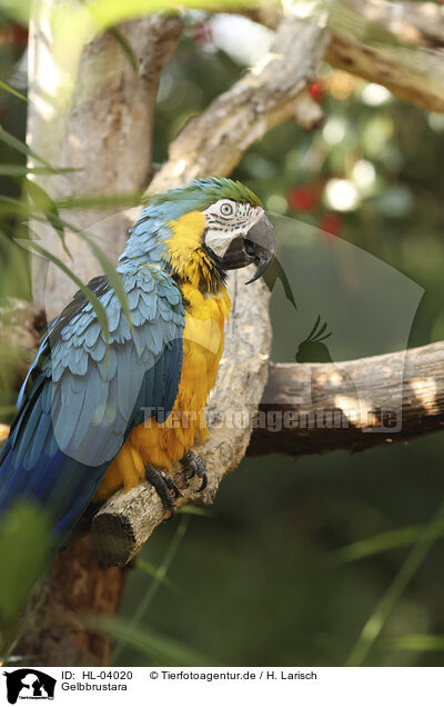 Gelbbrustara / blue and gold macaw / HL-04020