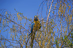 Gelbbrustara Vogelpark Marlow