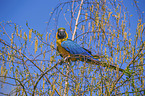 Gelbbrustara Vogelpark Marlow